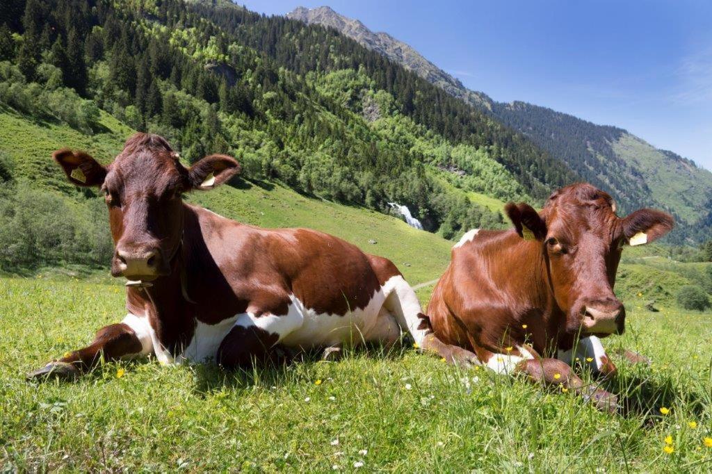Neuhaushof Διαμέρισμα Hollersbach im Pinzgau Εξωτερικό φωτογραφία
